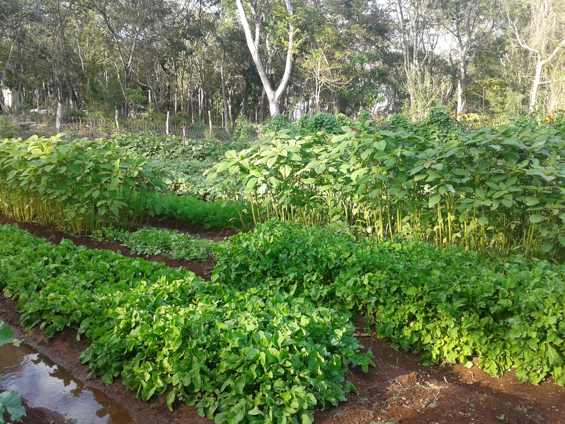 Producción agroecológica de hortalizas en Campeche y Quintana Roo México