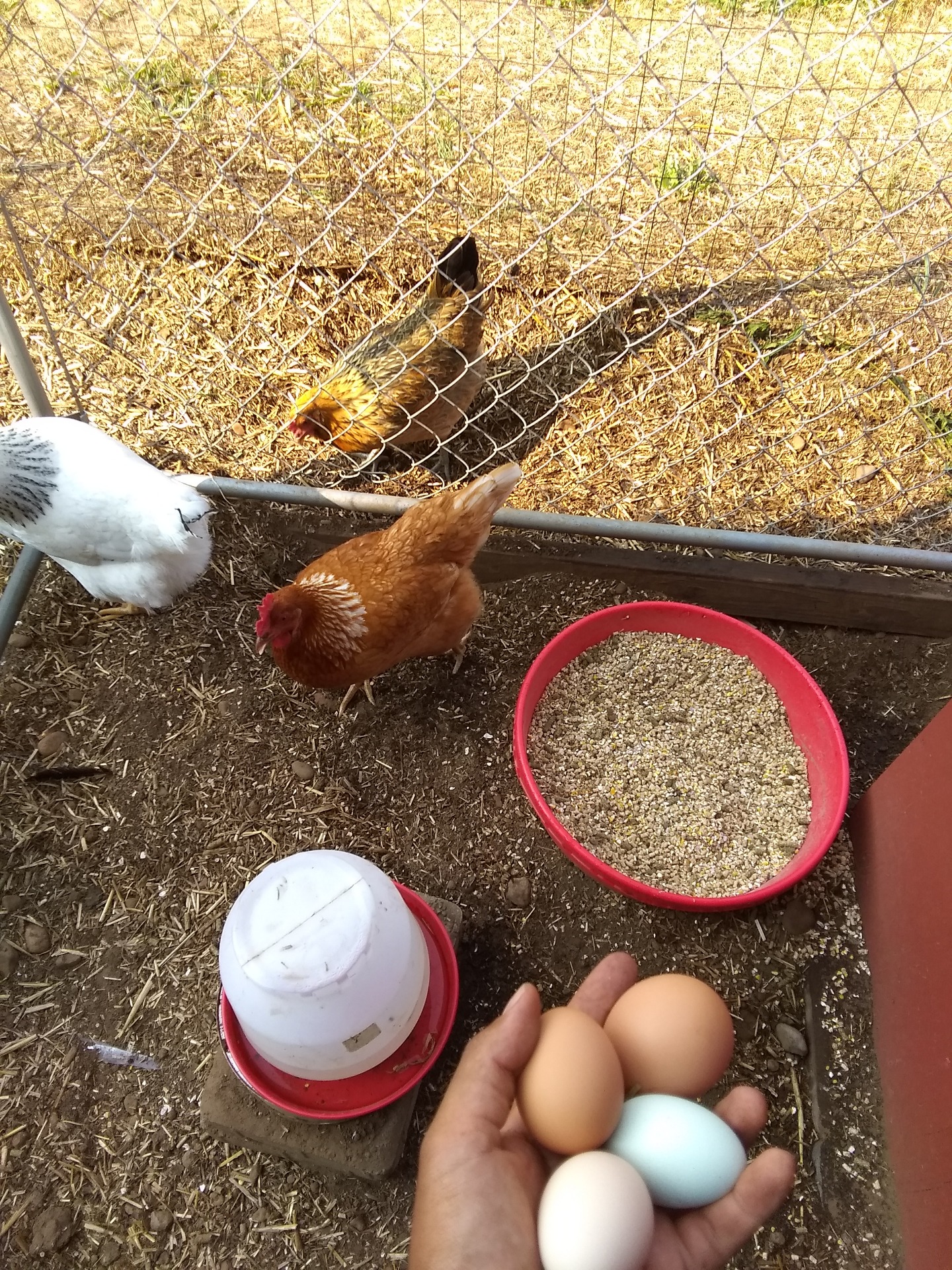 Manejo de huertas caseras y producción de huevo orgánico